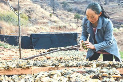 苗家致富女——记四川凉山州木里县西秋乡日布佐村党员带头人王发莲(图1)