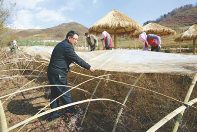 边麻花开满藏乡——记青海大通县朔北藏族乡边麻沟村党支部书记李培东(图1)